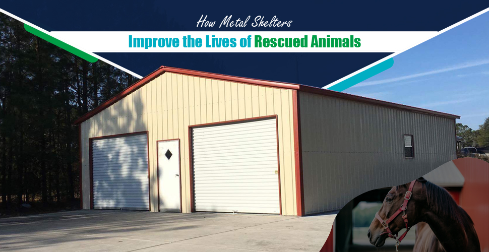 metal shelters improve the lives of rescued animals