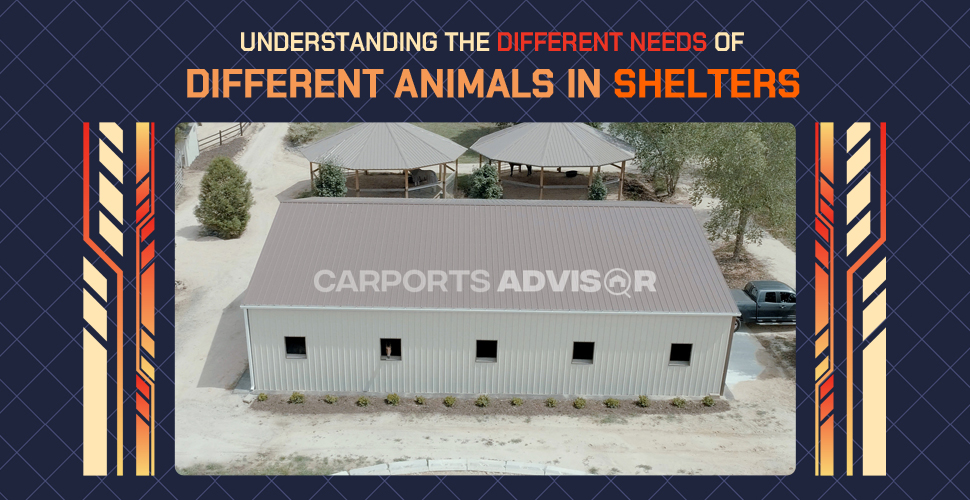 understanding the different needs of different animals in shelters